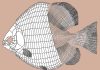 Veggievore fish of the Triassic
