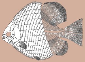 Skeleton of Hemicalypterus. Credit: Gibson 2016. CC-BY 