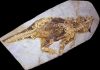 What dinosaurs’ colour patterns say about their habitat