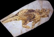 What dinosaurs’ colour patterns say about their habitat