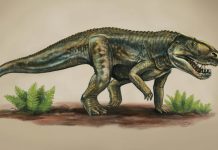 New species of reptile from 212 million years ago