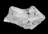 133 million-year-old dinosaur brain fossil found in England