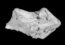 133 million-year-old dinosaur brain fossil found in England