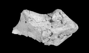 Surface scanned image of the unassuming 'pebble' recently revealed to be a roughly 133 million-year-old fossil dinosaur brain, discovered in Sussex, England. Credit: Society of Vertebrate Paleontology 