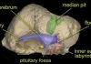 230-million-year-old Texas reptile had bizarre ‘dinosaurian’ features