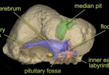 230-million-year-old Texas reptile had bizarre ‘dinosaurian’ features