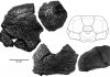 A new ‘king’ — New, gigantic, ancient armored fish discovered