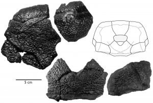 Fossil bones from the skull of Bothriolepis rex and a line drawing of the head viewed from above. The large, thick bones create an armor with a single opening for the eyes. The mouth is on the lower surface of the skull, indicating a bottom-feeding lifestyle. Credit: Valentina Garcia, drawing by Jason Downs.