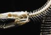 A ‘transitional fossil’ debunked