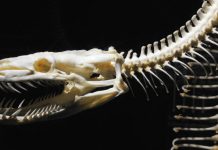 A ‘transitional fossil’ debunked