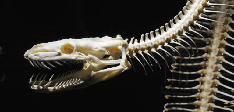 Transitional Snake A 'transitional fossil' debunked | Geology Page
