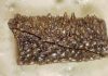 Ancient fish illuminates one of the mysteries of childhood