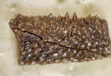 Ancient fish illuminates one of the mysteries of childhood