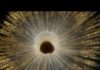 Atom-by-atom growth chart for shells helps decode past climate