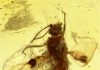 Blind dates in the amber world