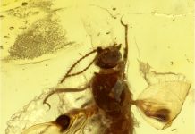 Blind dates in the amber world