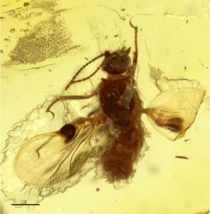 The biting midge is encased in amber: The “pockets”, which presumably served as pheromone evaporators, can be seen as dark dots on the wings. Credit: Frauke Stebner/Steinmann Institute, Uni Bonn 