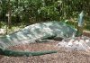 Chemical analysis demonstrates communal nesting in dinosaurs