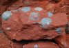 Chinese roadworkers unearth nest of Forty-Three fossilised dinosaur eggs