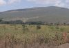 Did volcanic activity play a role in early human evolution and migration?