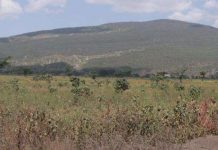 Did volcanic activity play a role in early human evolution and migration?