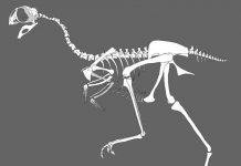 Dinosaurs of a feather flock and die together?