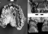 Earliest evidence in fossil record for right-handedness