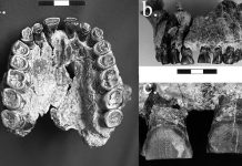 Earliest evidence in fossil record for right-handedness