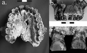 David Frayer, KU professor emeritus of anthropology, is lead author on a recent study published in the Journal of Evolution that found striations on teeth of a Homo habilis fossil 1.8 million years old moved from left to right, indicating the earliest evidence in the fossil record for right-handedness. Researchers believe the marks came from using a tool to try to cut food being pulled from the mouth with the left hand. Credit: David Frayer 