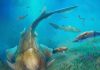 Early fossil fish from China shows where our jaws came from