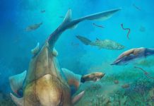Early fossil fish from China shows where our jaws came from