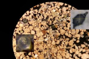 Microtektites as first seen in a sediment sample from the onset of the Paeocene-Eocene Thermal Maximum. Credit: Rensselaer Polytechnic Institute