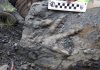 First dinosaur bones found in Denali National Park