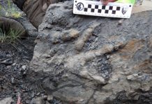 First dinosaur bones found in Denali National Park