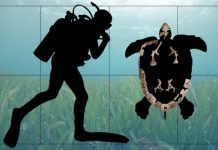 Fossil from oldest ancestor of modern sea turtles