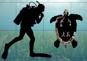 Silhouette of Ctenochelys acris overlaid with some of the fossils used to reconstruct the species. Credit: Drew Gentry, UAB