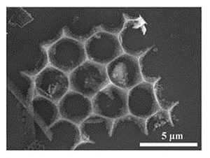 Electron microscopy showing one of the unique geometries observed in the nano-silicon power derived from diatomaceous earth. Credit: UC Riverside