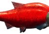 Giant extinct salmon fought with spike teeth during upriver spawning events