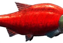 Giant extinct salmon fought with spike teeth during upriver spawning events