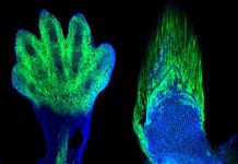 How evolution has equipped our hands with five fingers