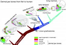 How the three-part jaw evolved