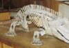 Modeling the vertebrate invasion of land