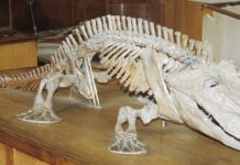 Modeling the vertebrate invasion of land