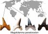 New large lineage of prehistoric shark discovered