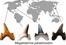 New large lineage of prehistoric shark discovered