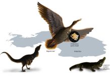 Oldest known squawk box suggests dinosaurs likely did not sing
