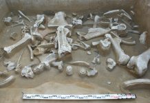 Paleontologists found a big mammoth bones