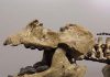 Research to Answer a Crushing Evolutionary Question