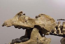 Research to Answer a Crushing Evolutionary Question