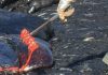 Sampling Molten Lava